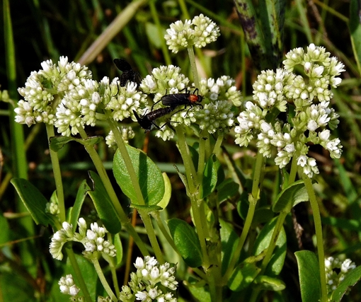 {Mitreola sessilifolia}